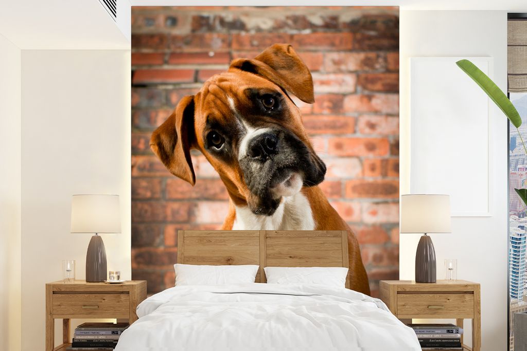 MuchoWow Fototapete für Wohnzimmer oder Schlafzimmer Wandtapete Vinyl Motivtapete Boxer schaut schräg in die Kamera - 190x260 cm - Papiertapete