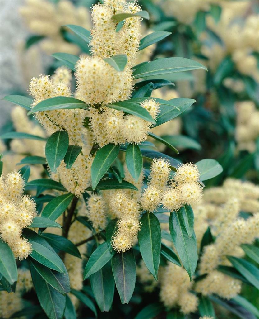 liguster frost Jackfrost Ligustrum