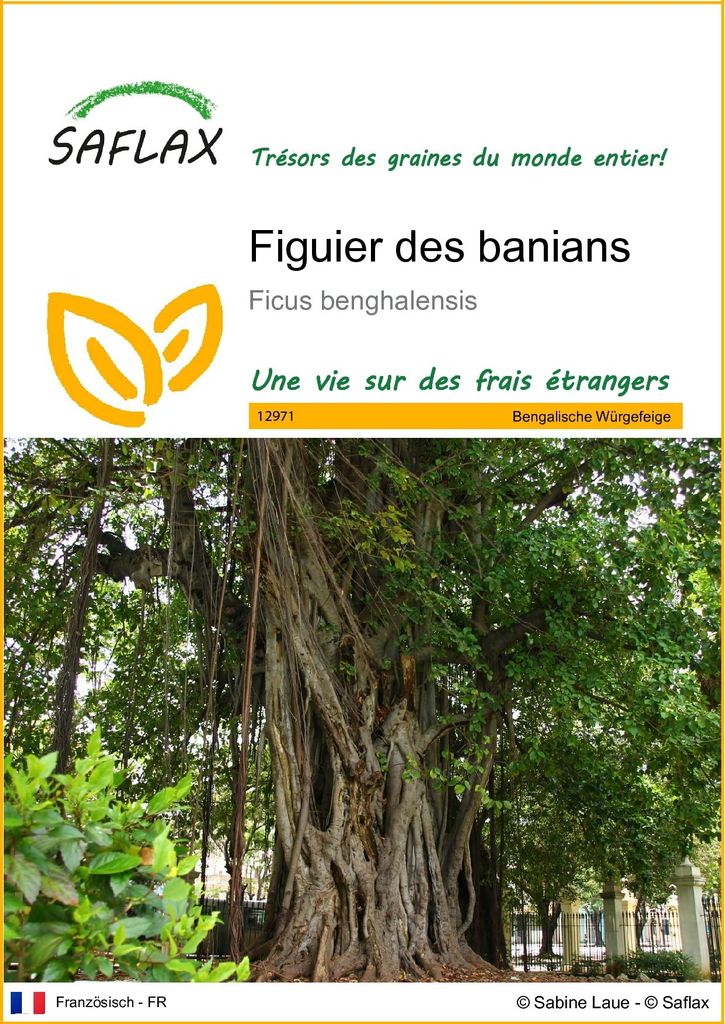 SAFLAX  - Figuier des banians - 20 graines - Ficus Image du produit 