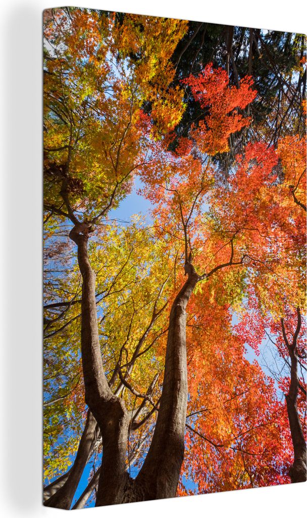 OneMillionCanvasses - Leinwandbilder - 90x140 cm, Roter Ahorn im Herbst in Japan, Wandbilder Kunstdruck Wanddekoration - Foto auf Leinwand - Gem...