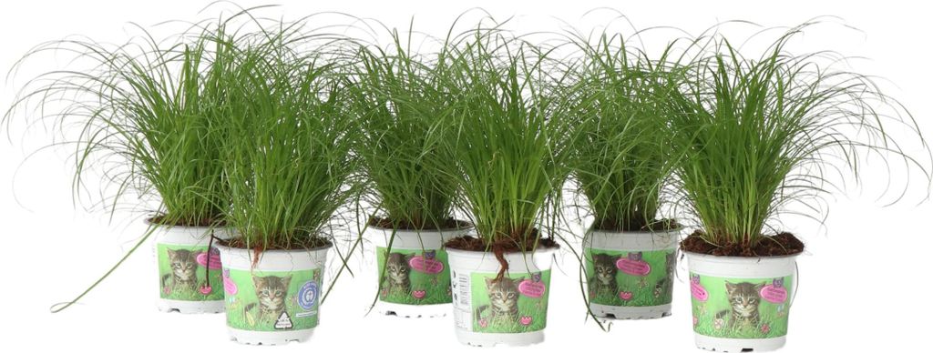 Zyperngras - 6er Set - Cyperus Katzengras - Höhe 30-40cm - Topf 12cm