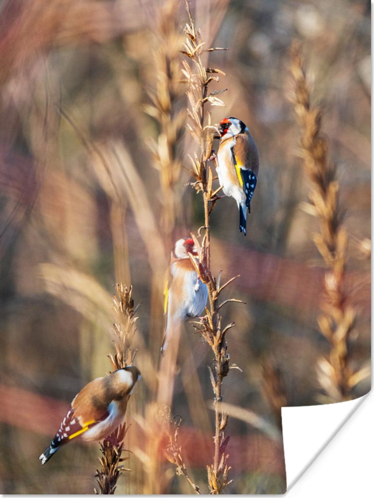 MuchoWow Poster Vögel - Äste - Wald 90x120 cm - Wohnzimmer