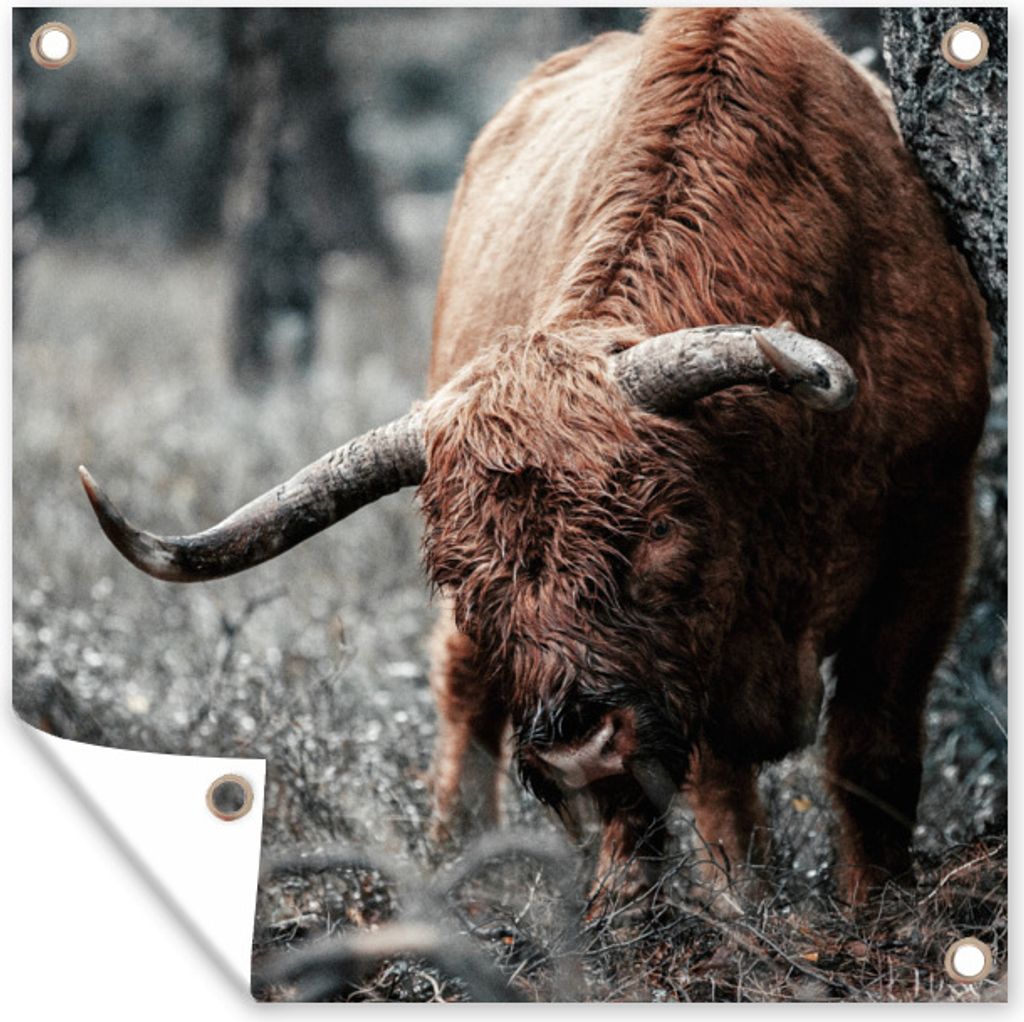 MuchoWow 50x50 cm Outdoor-Poster Gartendeko Sichtschutz Garten Poster für den Garten Schottischer Highlander - Kuh - Winter