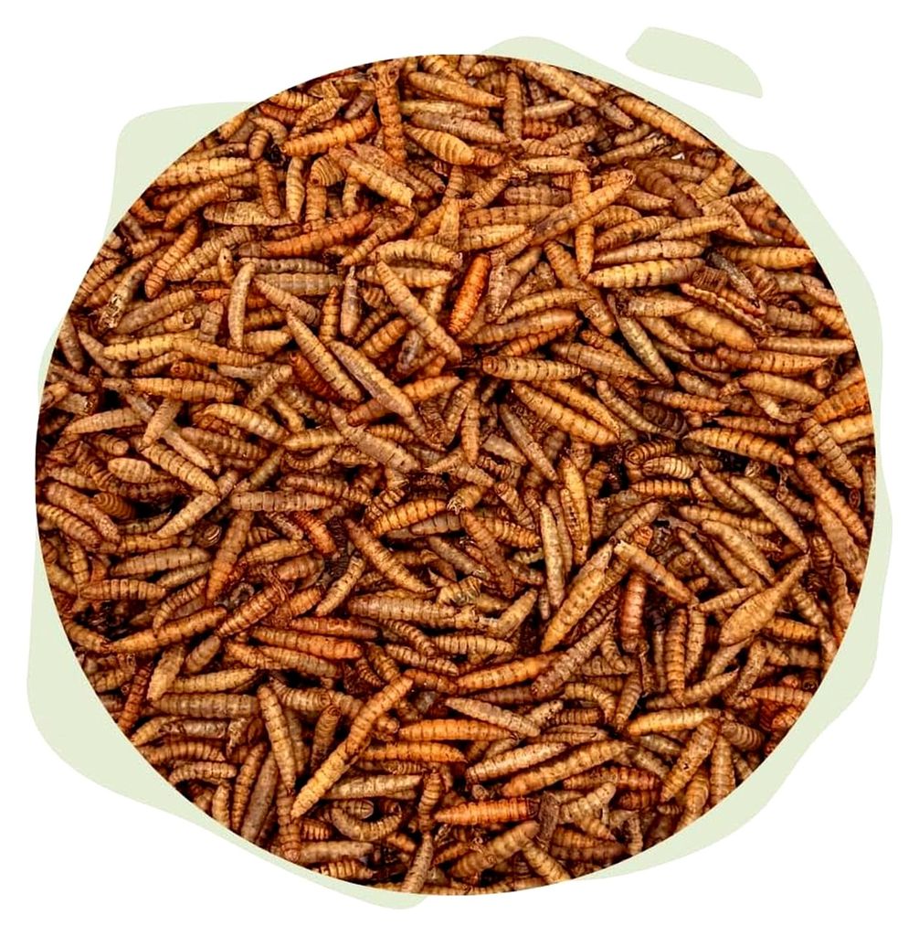 Soldatenfliegenlarven, 1000 ml in Tüte - Naturfutter für Produktbild 