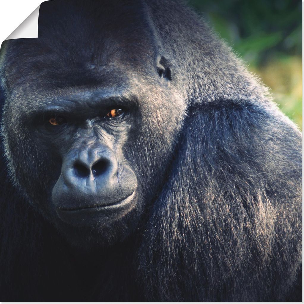 ARTland Poster Gorilla Größe: 70x70 cm
