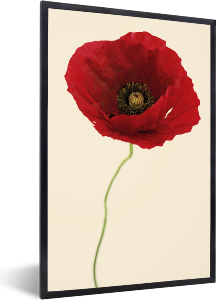 MuchoWow Gerahmtes Poster Nahaufnahme einer roten Mohnblume 40x60 cm - Poster mit Schwarzem Bilderrahmen Wandposter Rahmen Foto Bilder - Papierdr...