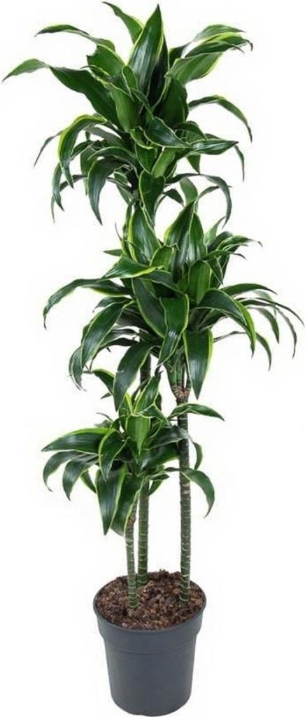 Drachenbaum Dracaena Dorado - 24 cm Topf, 130 cm Höhe