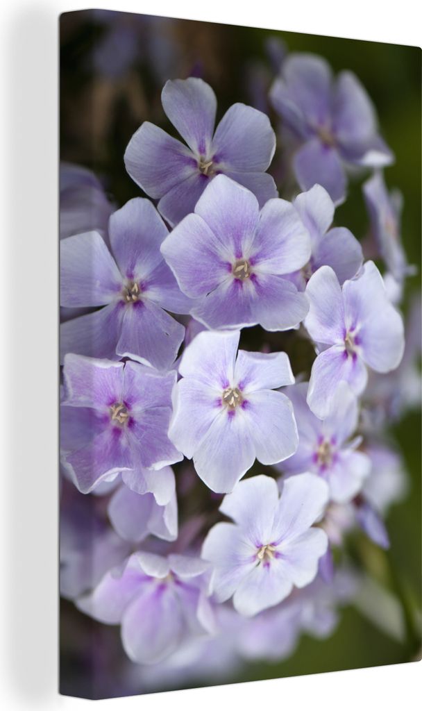 OneMillionCanvasses - Leinwandbilder - 90x140 cm, Weiße Flammenblumen mit unscharfem Hintergrund, Wandbilder Kunstdruck Wanddekoration - Foto au...