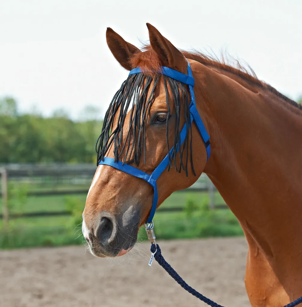 BUSSE Cavezza da Pascolo con Frange Blu Reale WB - Protezione Mosche