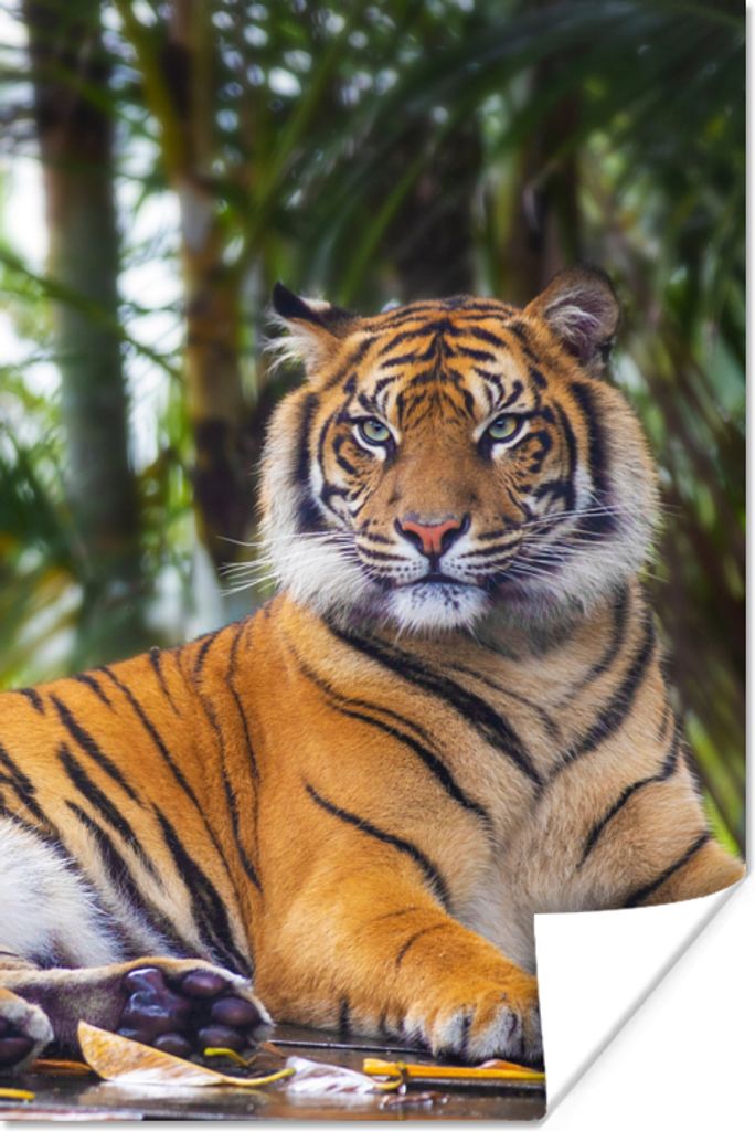 MuchoWow Poster Tiger - Tiere - Wald - Dschungel 40x60 cm - Plakate für die Wand - Poster Babyzimmer