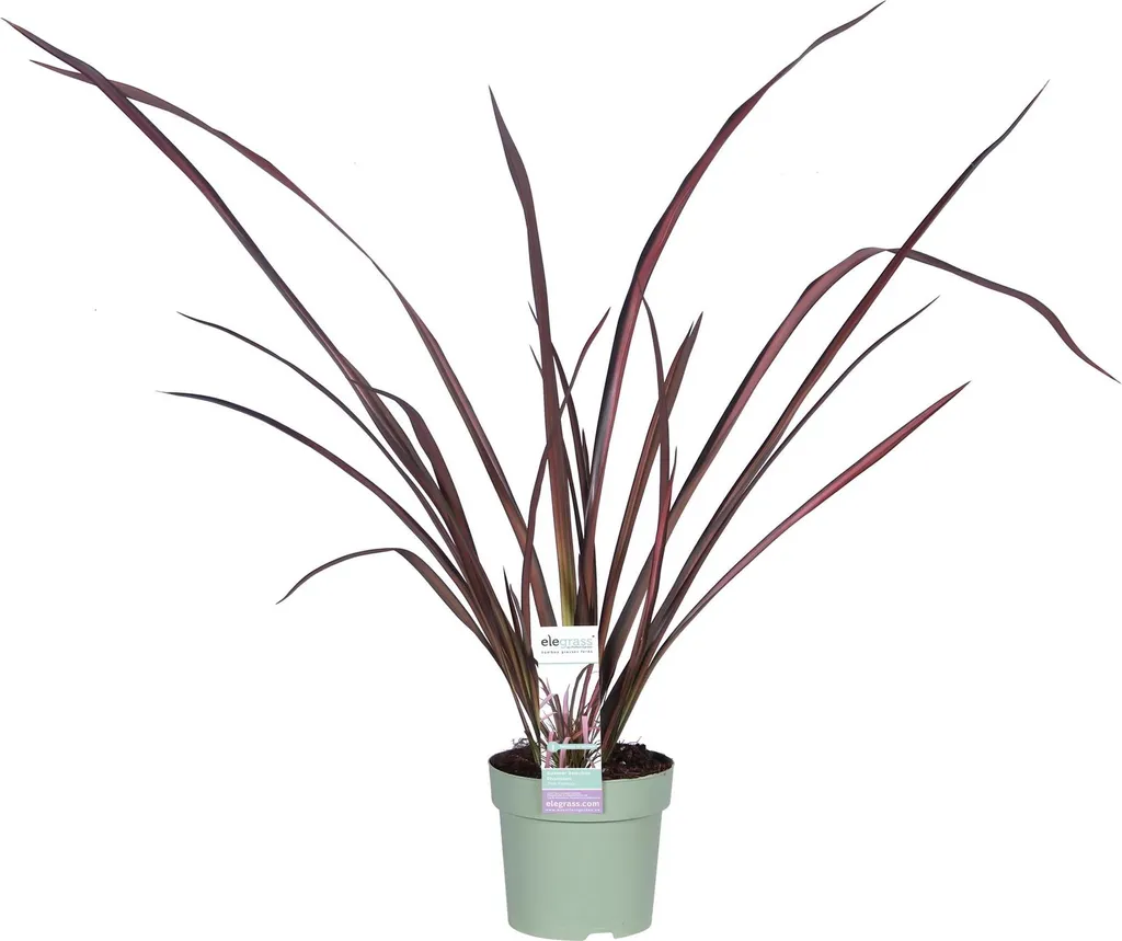 Phormium Pink Flamingo Persistant - Plante Facile d'Entretien Rose 50cm