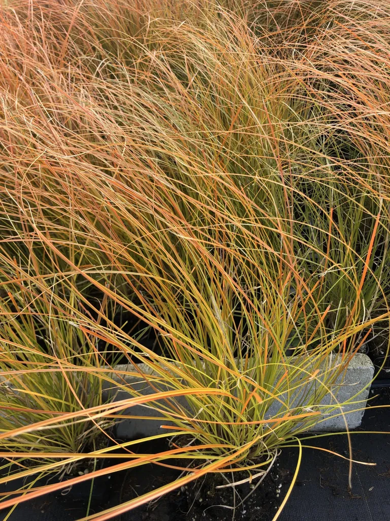 Carex Prairie Fire persistant orange : pack de 6 plantes de bordures