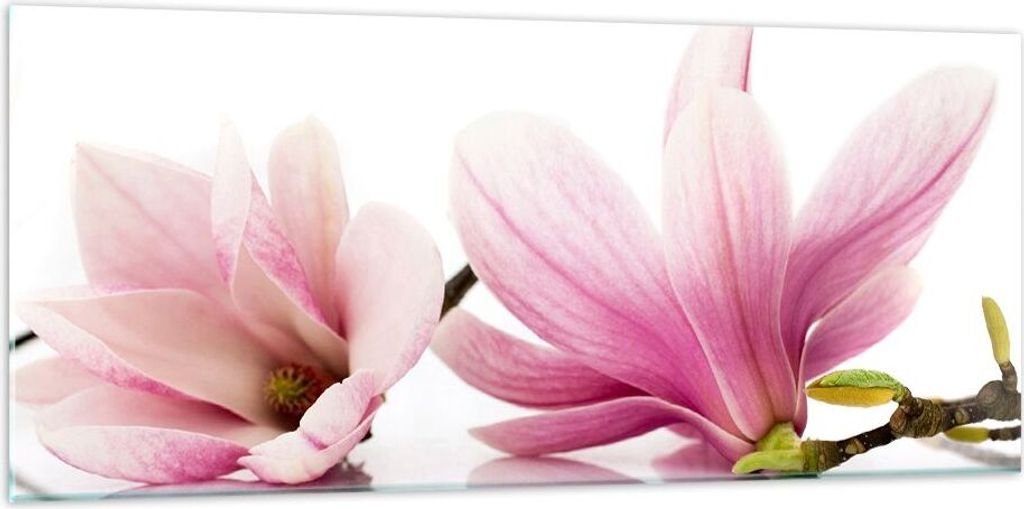 Bilder auf glas - Magnolie blume natur pflanze - 120x50cm - Glasbilder - Wandbilder - Kunstdruck - zum Aufhängen bereit - Wanddekoration aus Glas ...