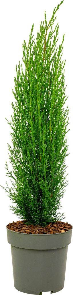 Toskanische Zypresse - Cupressus sempervirens 'Totem' - Höhe 60-80cm - 19cm