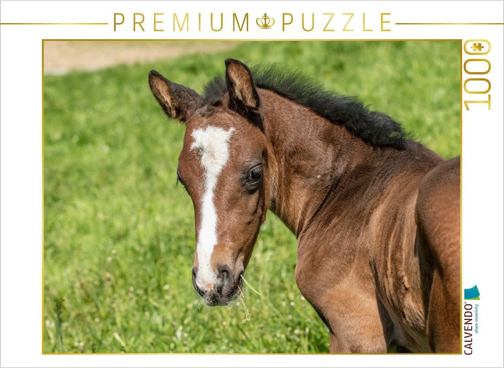 CALVENDO Puzzle Fohlenportrait | 1000 Teile Lege-Größe 64x48cm Foto-Puzzle für glückliche Stunden