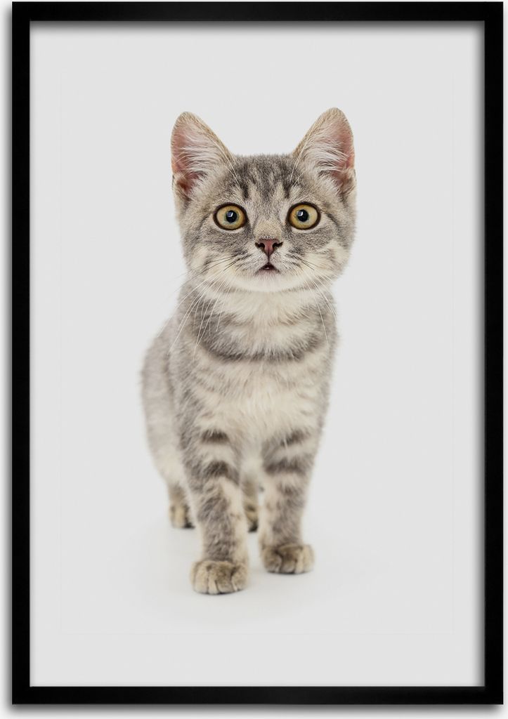 Bild - Bilderrahmen - Foto - 70 cm x 100 cm - MDF - Rahmen - Wandkunst - Graue Katze