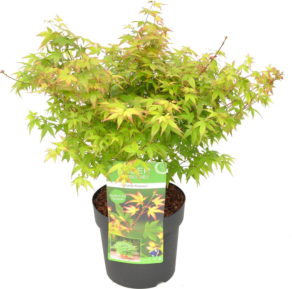 Bloomique - Acer Palmatum Little Princess - Japanischer Ahorn - Gartenpflanzen - Winterhart - 50-70 cm Hoch - Topf 19 cm