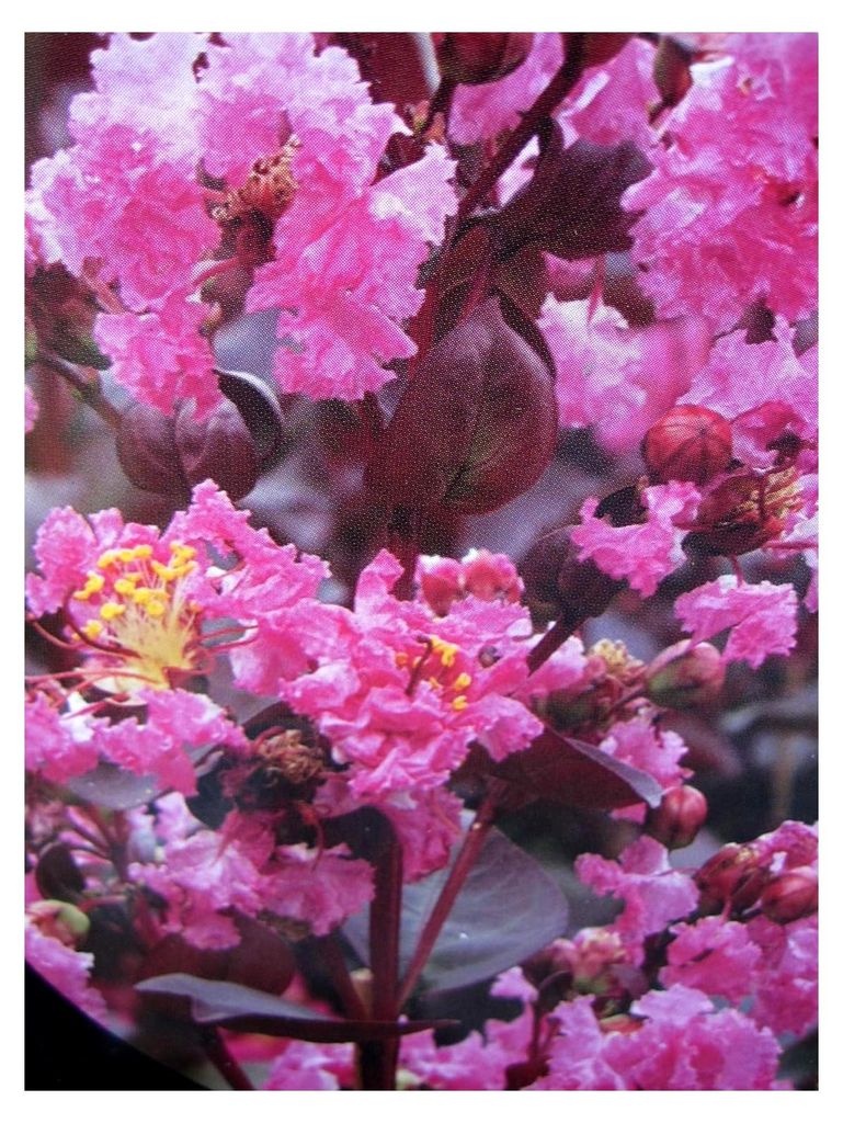 Lagerstroemia indica Rhapsody in Pink - Chinesische Kräuselmyrte - 40-60 cm
