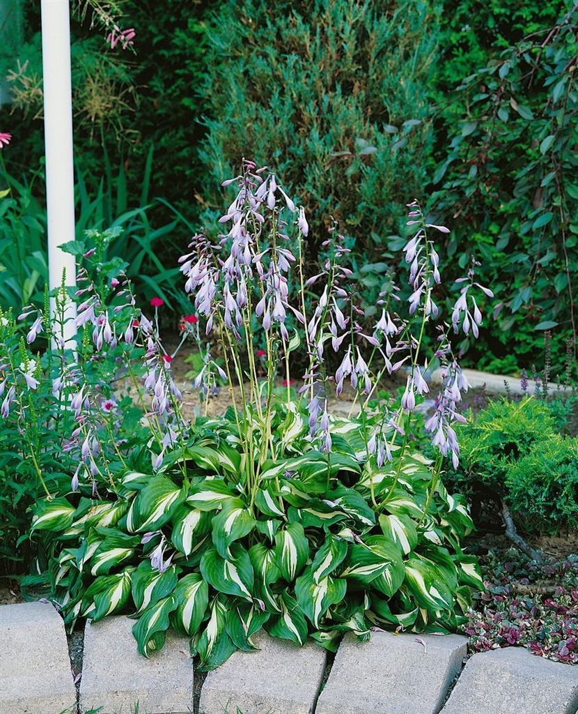 Hosta undulata 'Univittata', Funkie, grün-weiß, ca. 11x11 cm Topf