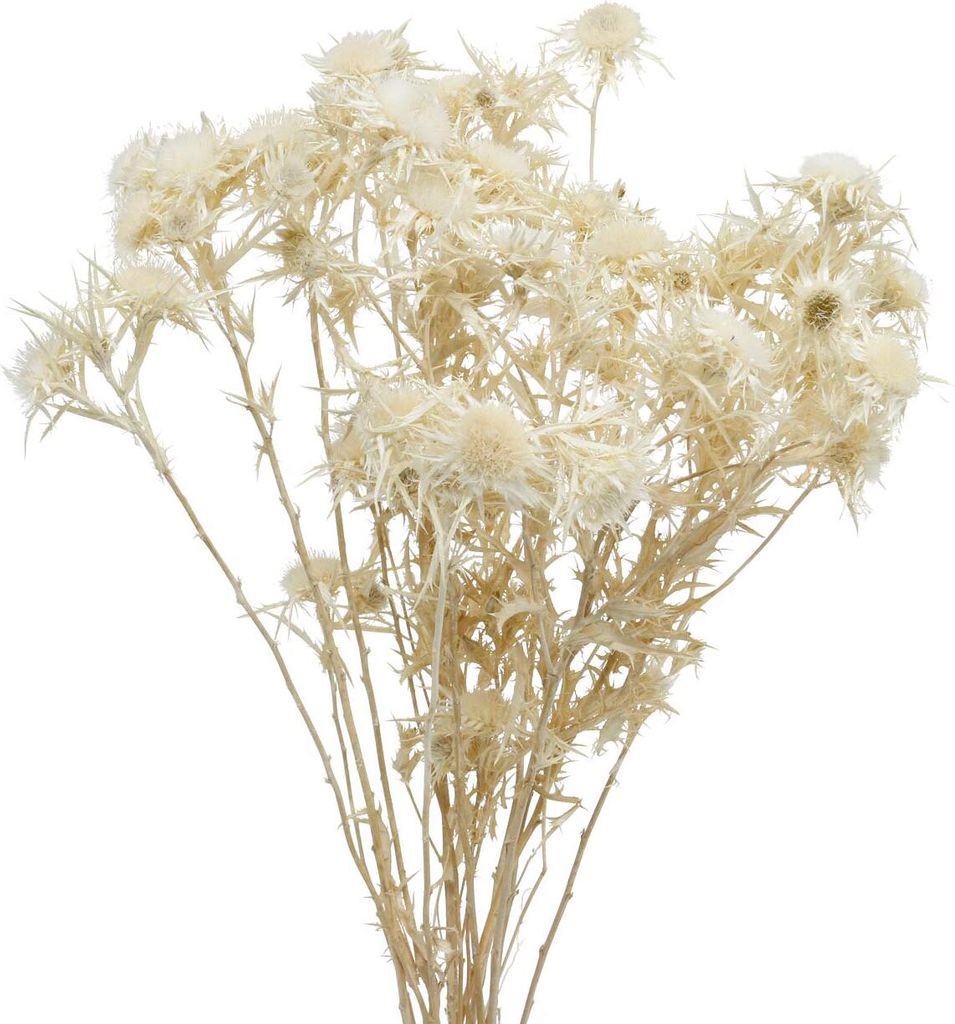 Trockenblume Distelzweig Gebleicht 80g Dekoration Kunstblume Boho