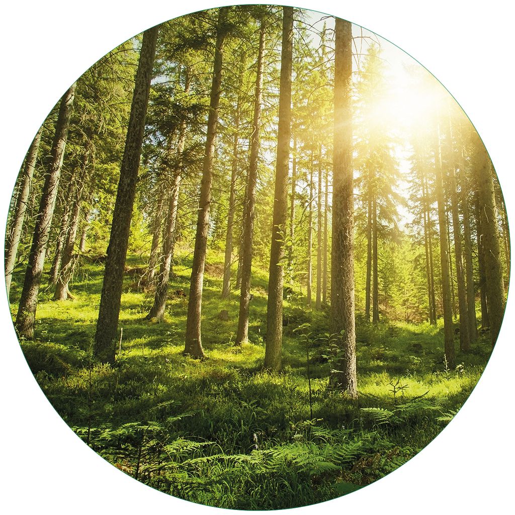 Wallario Premium Glasbild, freischwebende Optik, kräftige Farben, rund 50cm Durchmesser, Motiv Sonnenstrahlen im Nadelwald mit Moos und Farn
