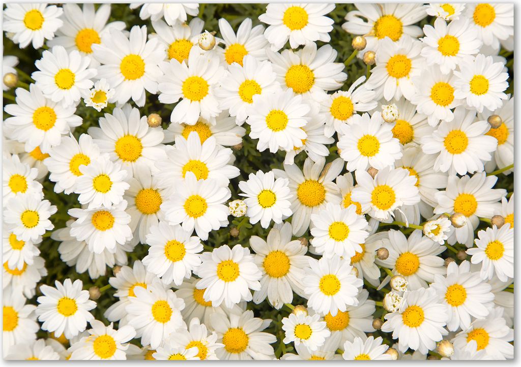 Tulup Glas-Bild - 100 x 70 - Wandbild aus Glas - Wandkunst - Wandbild hinter gehärtetem Sicherheitsglas - Blumen & Pflanzen - Gänseblümchen - ...