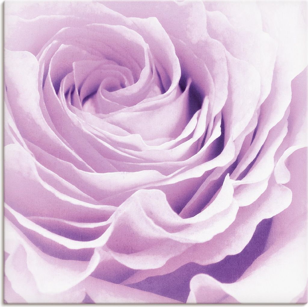 ARTland Leinwandbild Pastell Rose Größe: 50x50 cm