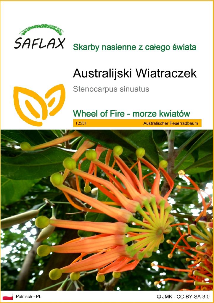 SAFLAX - Australijski Wiatraczek - 20 Nasiona - Stenocarpus Zdjęcie produktu 