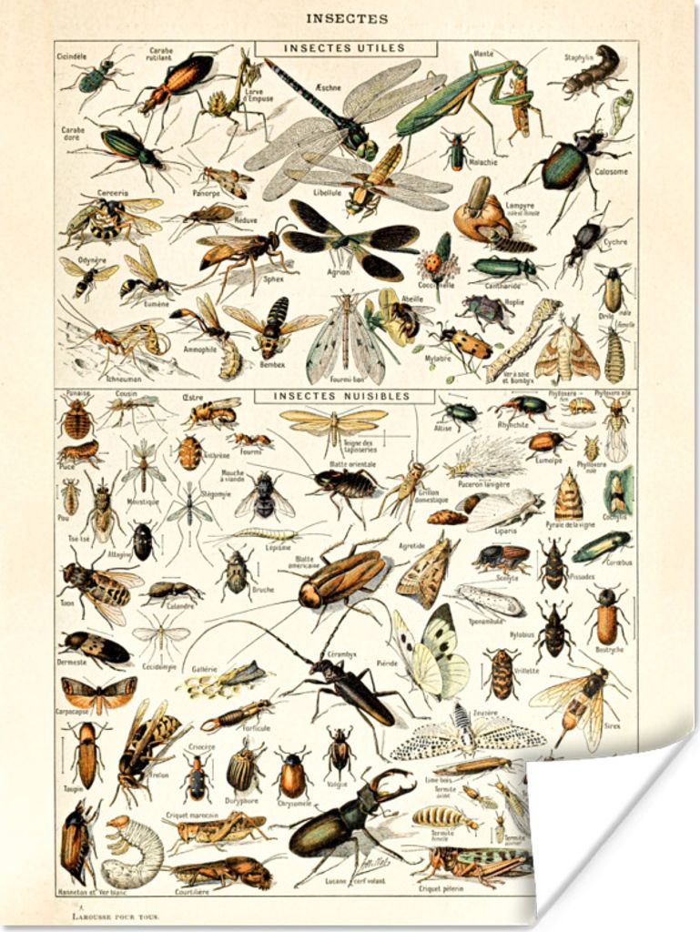 MuchoWow Poster Insekten - Tiere - Gestaltung 30x40 cm - Wandplakat - Poster Kinderzimmer