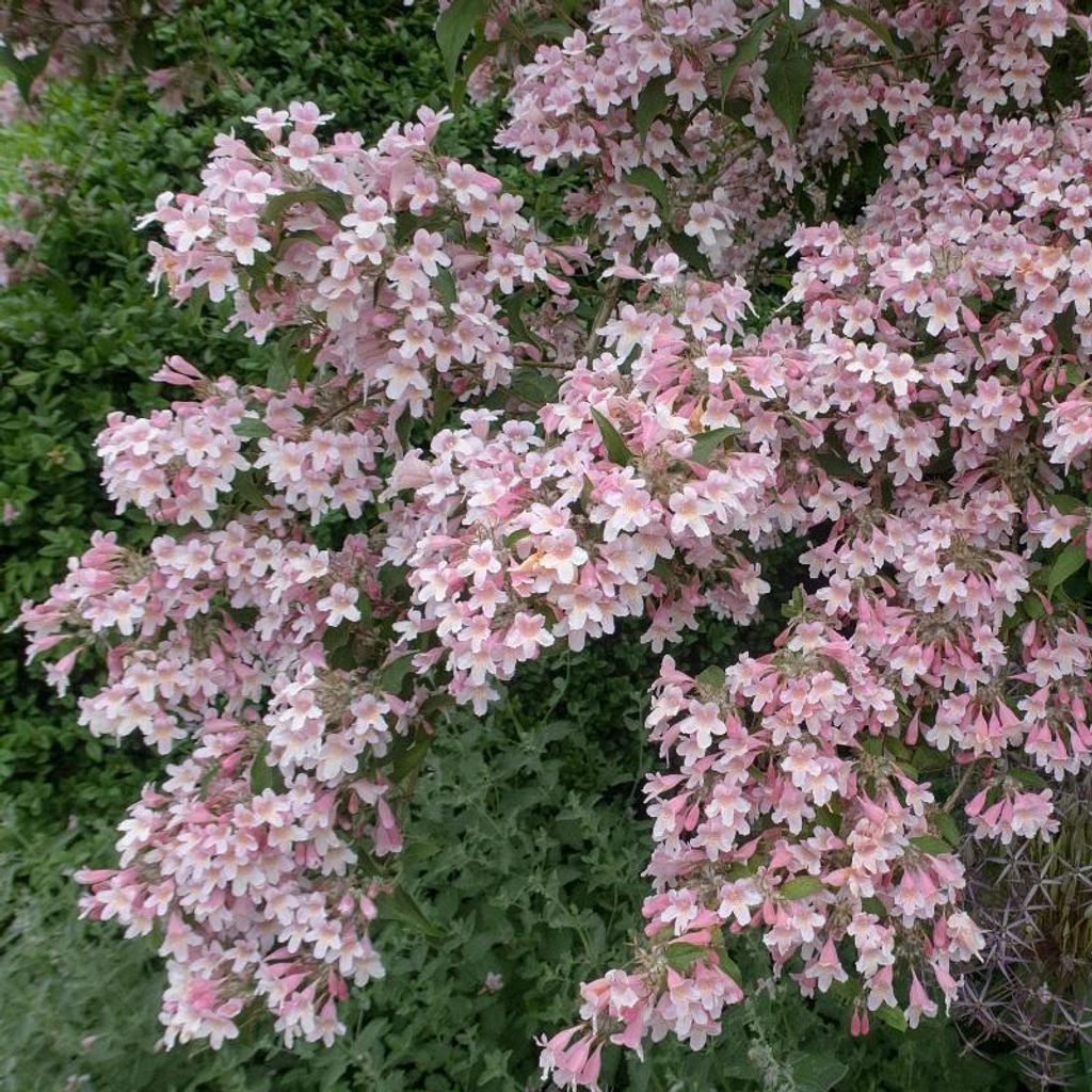 Set mit 4 Königinnensträuchern – Kolkwitzia amabilis ‘Pink Cloud’ – Hellrosa Blüten – 9-cm-Topf