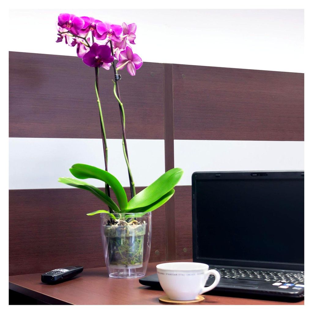 Blumentopf Übertopf Orchidee H 18,5 cm Coubi transparent Topf