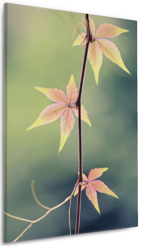 Wallario Premium Leinwandbild Herbstblume in Größe 60 x 90 cm