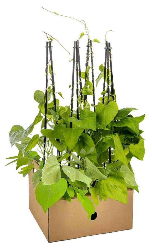 Himmelblaue Prunkwinde Ipomoea tricolor Heavenly Blue 4er Set blau blühende
