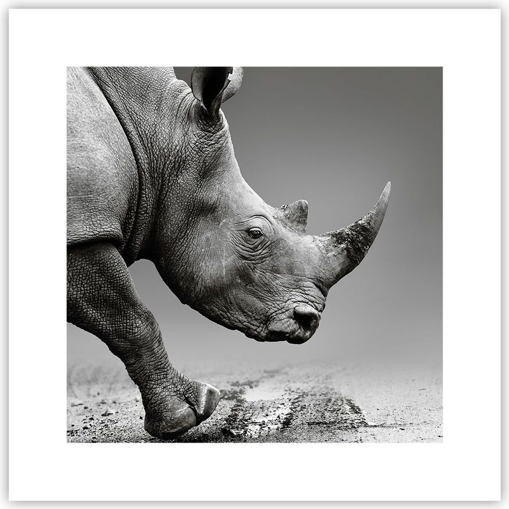 Poster - Poster ohne Rahmen - Nashorn Monochrom Tier - 30x30 cm - Wand Bild - Wanddeko - Wandbilder - Kunstposter - Wandposter - Bilder - Kunstdruc...