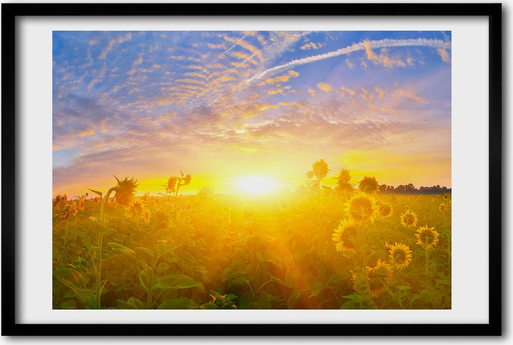 Bild 60x40 MDF-Rahmen, Wandkunst Feld von Sonnenblumen Produktbild 