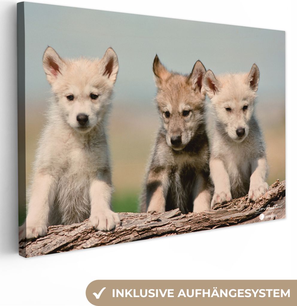 OneMillionCanvasses - Leinwandbilder - 140x90 cm, Wolf - Kind - Holz, Wandbilder Kunstdruck Wanddekoration