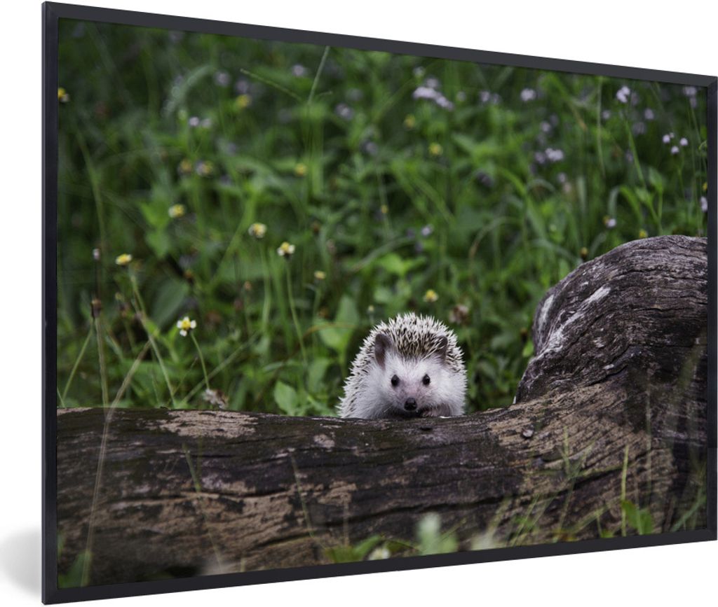 MuchoWow Gerahmtes Poster Kleiner Igel auf Baumstamm 90x60 cm - Poster mit Schwarzem Bilderrahmen Wandposter Rahmen Foto Bilder - Fotorahmen - Fo...
