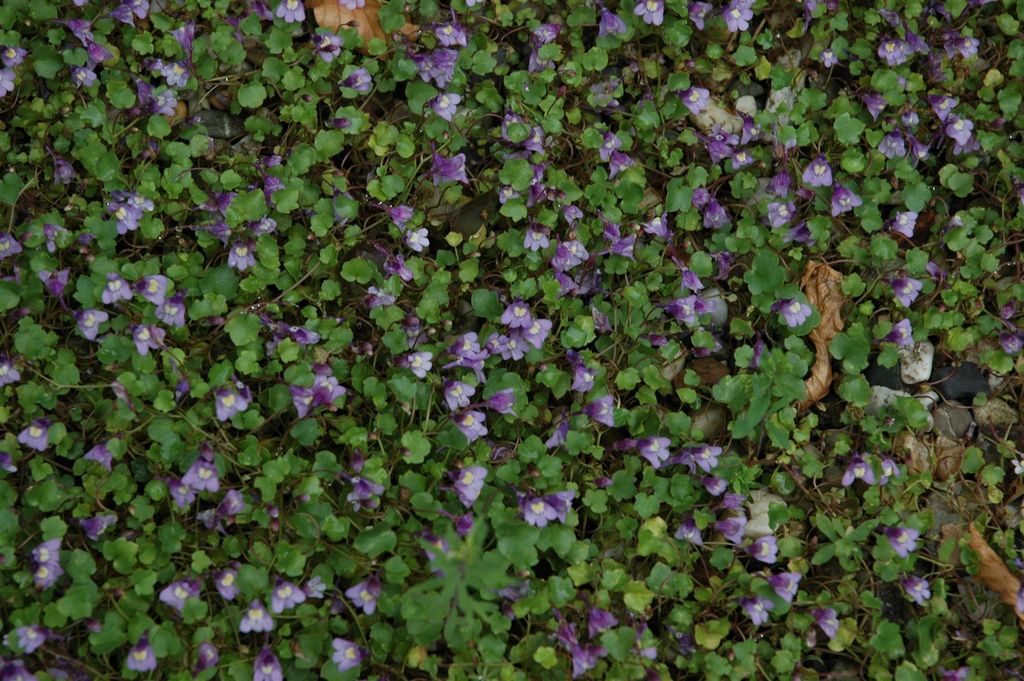 Cymbalaria muralis, Zimbelkraut, ca. 9x9 cm Topf, pflegeleicht