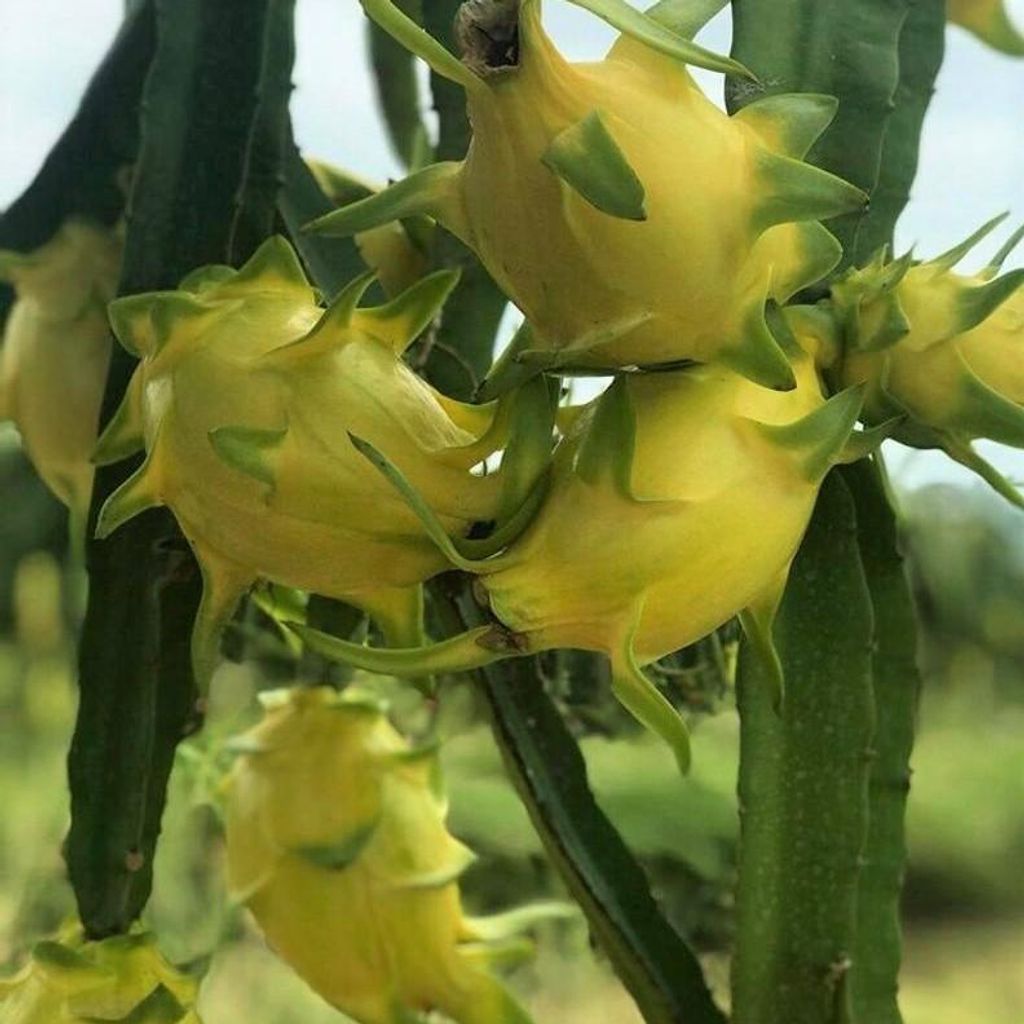 Gelbe Pitahaya (Hylocereus megalanthus) - 10 Samen
