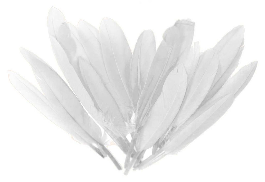 20 Entenfedern , 9-14 cm , weiß