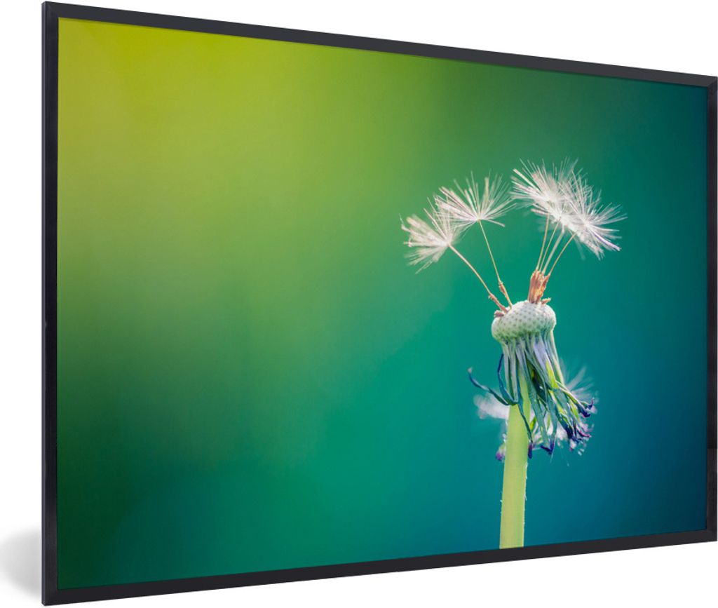 MuchoWow Gerahmtes Poster Löwenzahn mit ein paar Samen 90x60 cm - Poster mit Schwarzem Bilderrahmen Wandposter Rahmen Foto Bilder - Fotorahmen -...