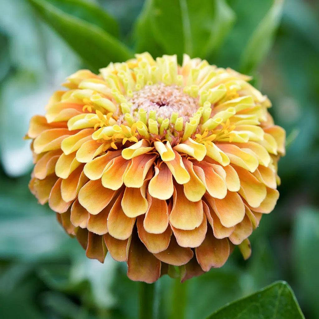 Zinnia elegans Queen Lime Orange Samen – Aprikosen-Orange Limetten Zinnie – 25 Korn – Hohe Schnittblume bis 90cm – Sommerblume für Beet Ba...