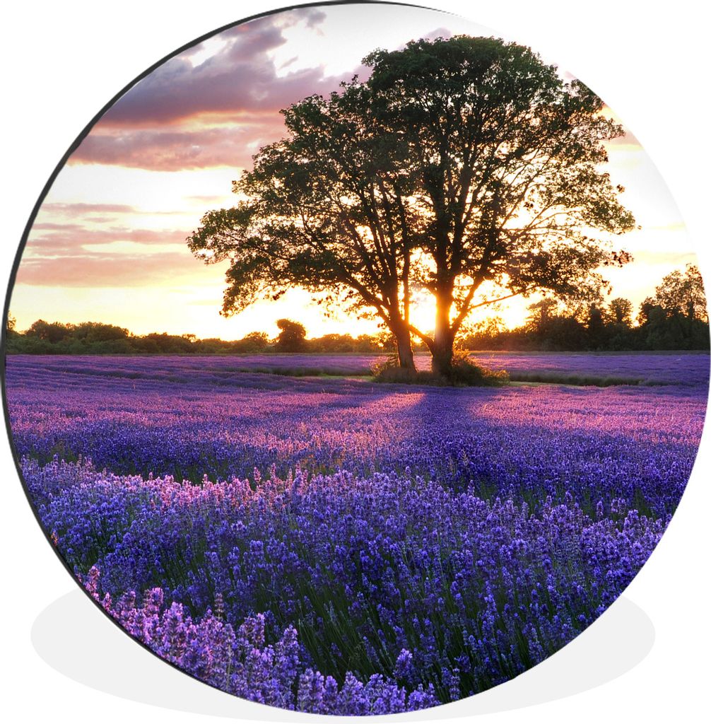 MuchoWow Aluminium Wandkreis Sommerabendlicher Sonnenuntergang über einem Feld mit Bio-Lavendel in Surrey, England. Ø 60 cm Wanddeko Modern Woh...