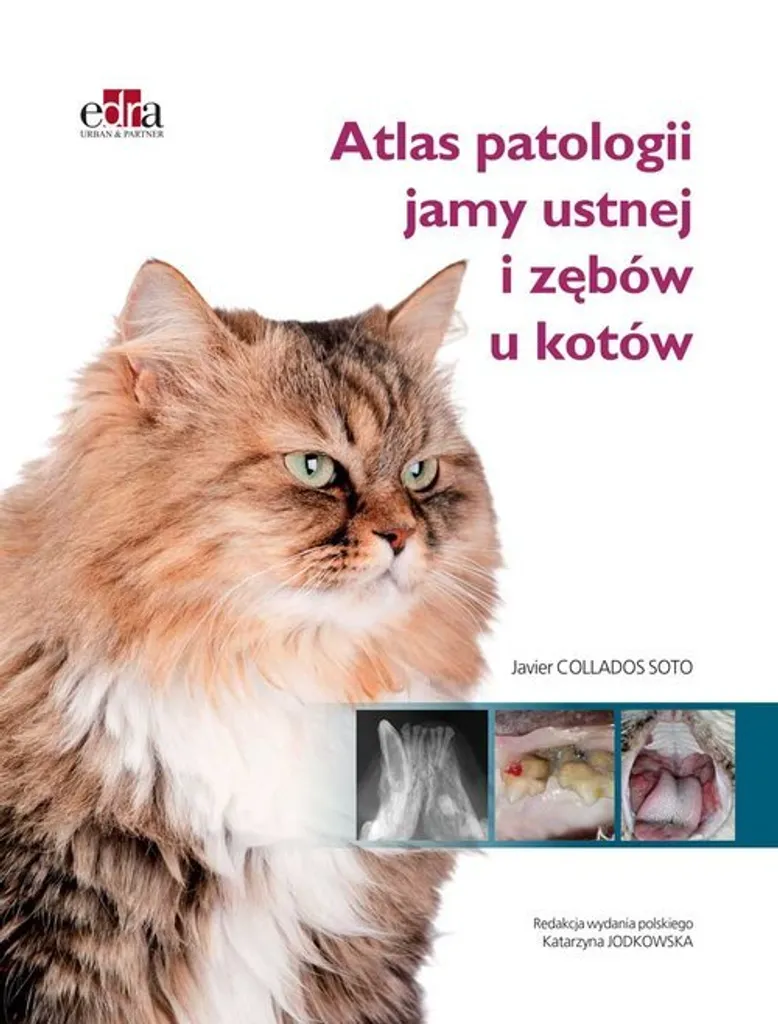 Identifier les maladies dentaires du chat : Atlas J.C. Soto Solutions