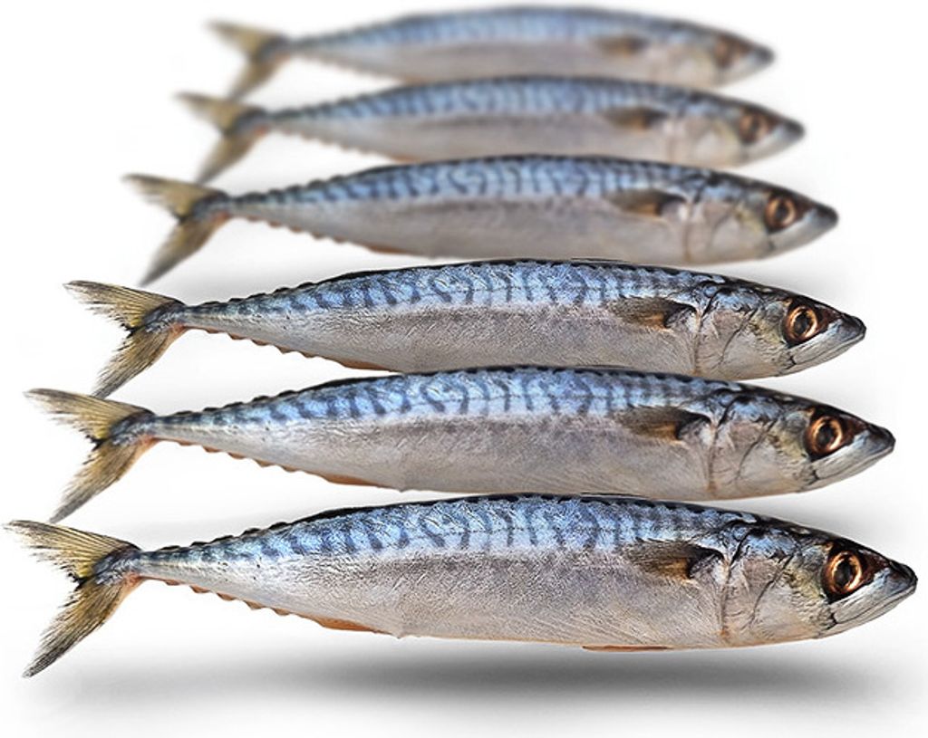 Köderfische Makrele Klein - Vakuumverpackt | 17-25CM | 5-7ST