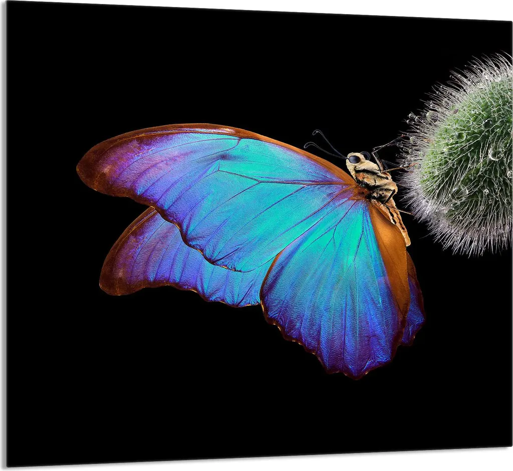 Piatto in Vetro per Cucina 65x60 Butterfly - Coprifornello e Paraschizzi