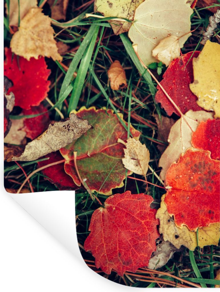 MuchoWow Wandtattoo Wandsticker Wandaufkleber Blätter - November - Herbst - Natur 30x40 cm Selbstklebend und Repositionierbar - Sticker - Dekorf...