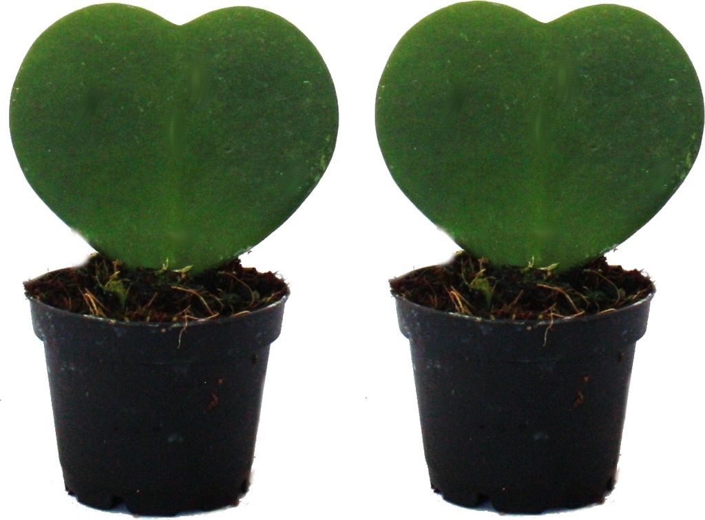 Sada 2 rastlín Hoya kerii - srdcovka, srdcovka alebo Obrázok produktu 
