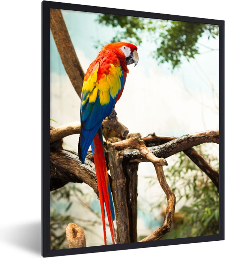 MuchoWow Gerahmtes Poster Papagei - Vogel - Regenbogen - Tropisch 60x80 cm - Poster mit Schwarzem Bilderrahmen Wandposter Rahmen Foto Bilder - Pr...