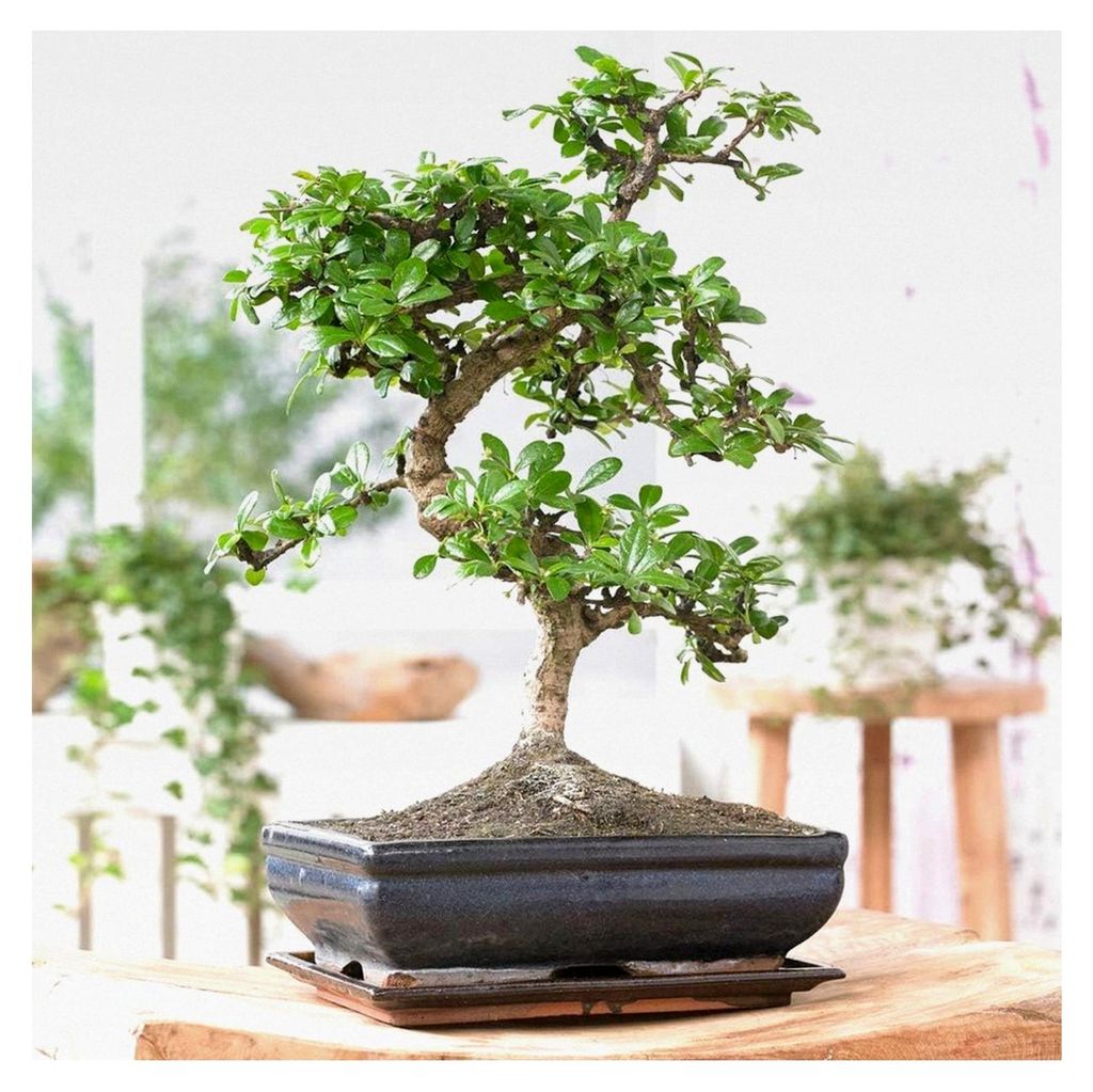 Bonsai Chinesische Ulme - Japanische 'S-Form' Bonsai Baum - Echte Zimmerpflanze - Indoor Baum - Höhe (inkl. Topf): 20-30 cm - Mini Bonsai Topfgrö...